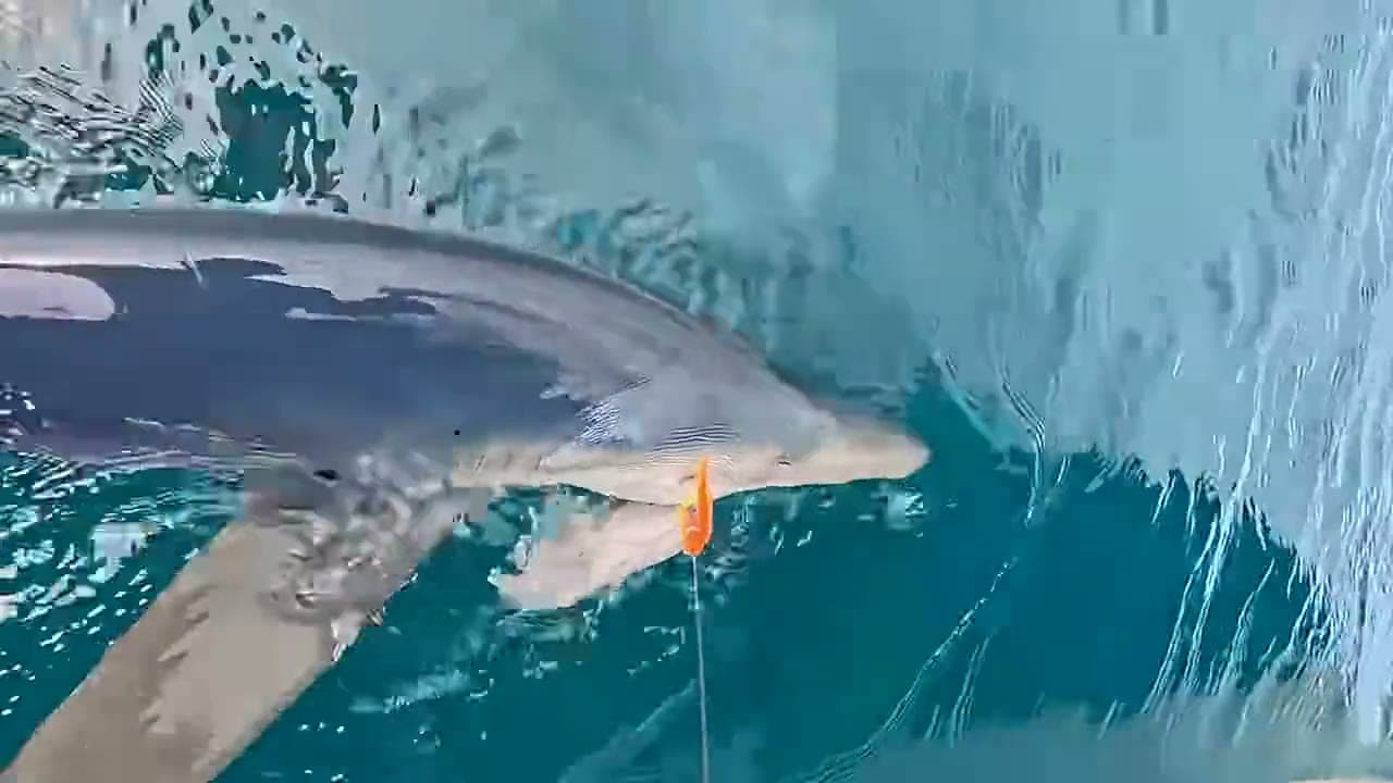 A blue shark alongside Relentless off Falmouth, about to be released